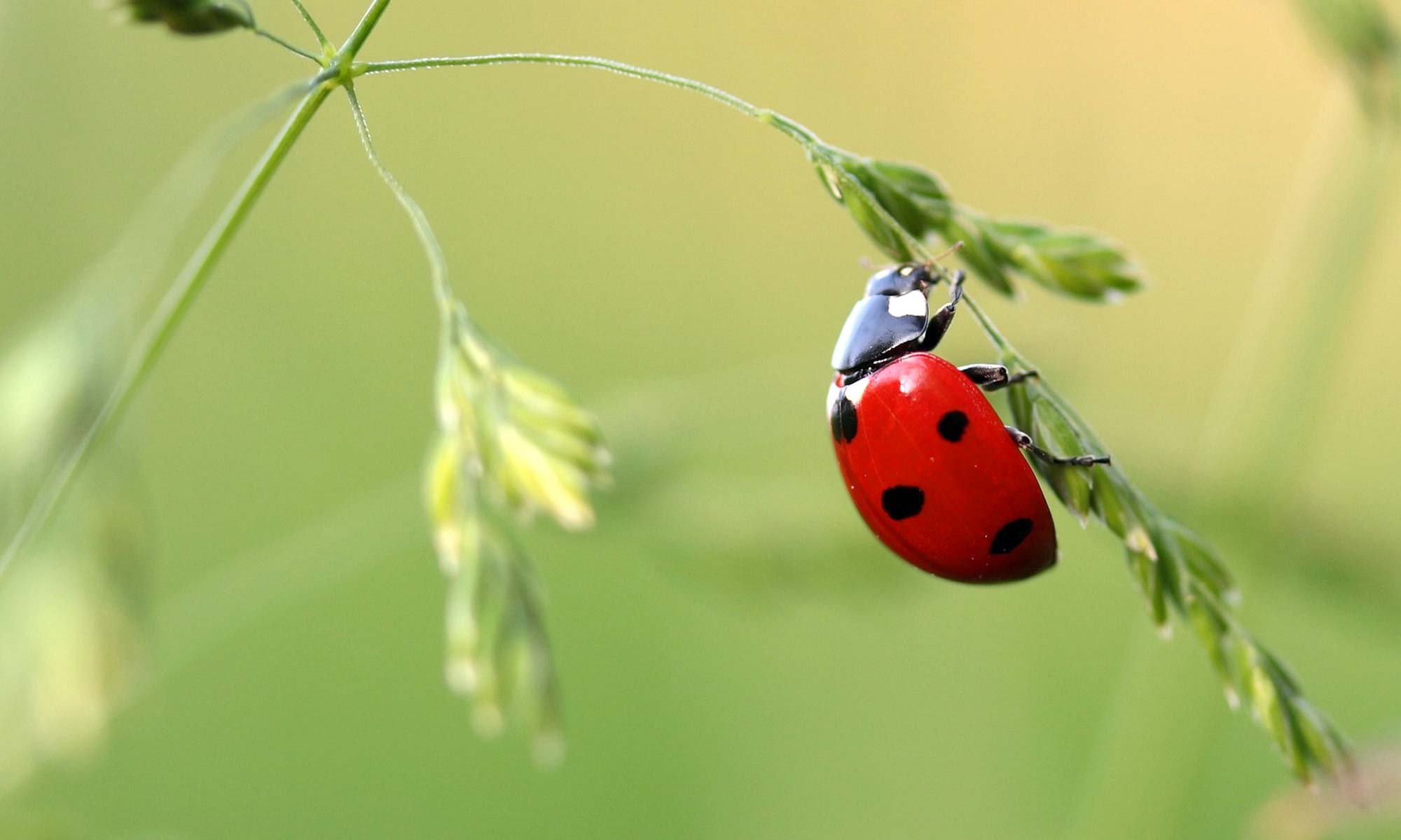 Bug on Leaf